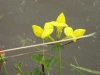 Common Bird's-foot trefoil (Lotus corniculatus)