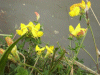 Common Bird's-foot trefoil (Lotus corniculatus)