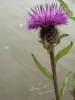 Common Knapweed (Centaurea nigri)