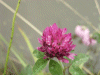 Red Clover (trefolium repens)