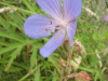 Meadow Cranesbill (Geranium pratense)