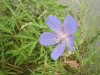 Meadow Cranesbill (Geranium pratense)