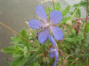 Meadow Cranesbill (Geranium pratense)