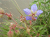 Meadow Cranesbill (Geranium pratense)