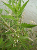 Gipsywort (Lycopus europaeus)