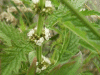 Gipsywort (Lycopus europaeus)
