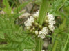 Gipsywort (Lycopus europaeus)