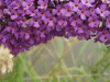 Butterfly Bush (Buddleja davidii)