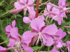 Rosebay Willowherb (Chamerion angustifolium)