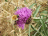 Bee on Common Knapweed (Centaurea nigri)