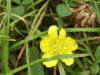 Injured Meadow Buttercup (Ranunculus acris)
