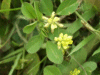 Black Medick (Medicago lupulina)