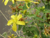 Hairy St John's Wort (Hypericum hirsutum)