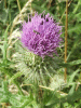 Spear Thistle (Cirsium vulgare) 