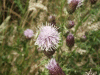 Creeping Thistle (Cirsium arvense)