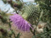 Spear Thistle (Cirsium vulgare)
