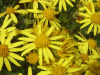 Common Ragwort (Senecio jacobaea)