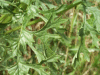 Common Ragwort (Senecio jacobaea)