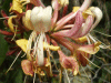 Honeysuckle (Lonicera periclymenum)