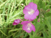 Great Willowherb (Epilobium hirsutum)