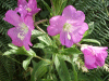 Great Willowherb (Epilobium hirsutum)