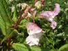 Policeman's Helmet/Himalayan Balsam (Impatiens glandulifera)
