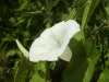 Field Bindweed (Convolvulus arvensis)
