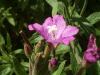 Great Willowherb (Epilobium hirsutum)