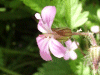 Herb-Robert (Geranium robertianum)