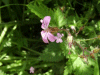 Herb-Robert (Geranium robertianum)
