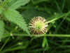 Wood Aven/Herb Bennet (Geum urbanum)