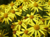 Oxford Ragwort (Senecio squalidus)