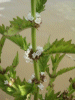 Gipsywort (Lycopus europaeus)