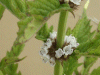 Gipsywort (Lycopus europaeus)