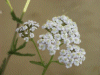 Yarrow (Achillea millefolium)