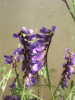 Tufted Vetch (Vicia cracca)