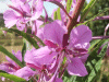 Rosebay Willowherb (Chamerion angustifolium)