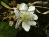 Bramble/Blackberry flower (Rubus fruticosus agg)