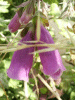 Digitalis Purpurea (ordinary wild foxglove)