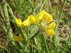 Common Bird's-foot trefoil (Lotus corniculatus)