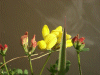 Common Bird's-foot trefoil (Lotus corniculatus)