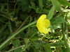 Meadow Buttercup (Ranunculus acris)
