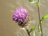 Common Knapweed (Centaurea nigri)