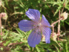Meadow Cranesbill (Geranium pratense)