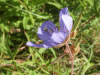 Meadow Cranesbill (Geranium pratense)