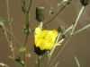Marsh Hawksbeard (Crepis paludosa)