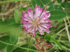 Red Clover (trefolium repens)