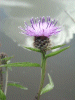 Common Knapweed (Centaurea nigri)