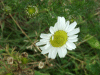 Scentless Mayweed (Matricaria perforata)
