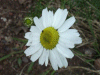 Scentless Mayweed (Matricaria perforata)